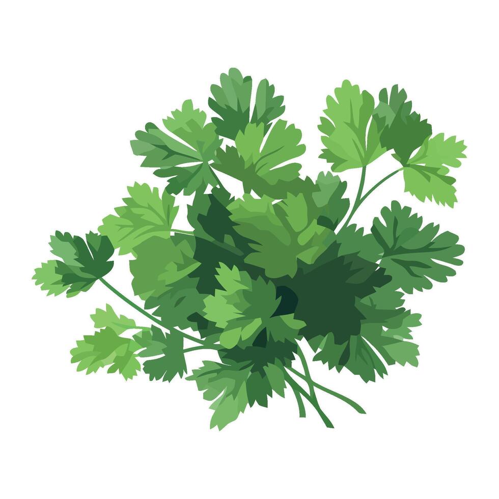 Coriander herb illustration isolated on white background vector