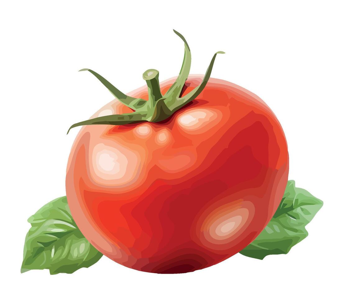 Tomato with leaves on a white background vector