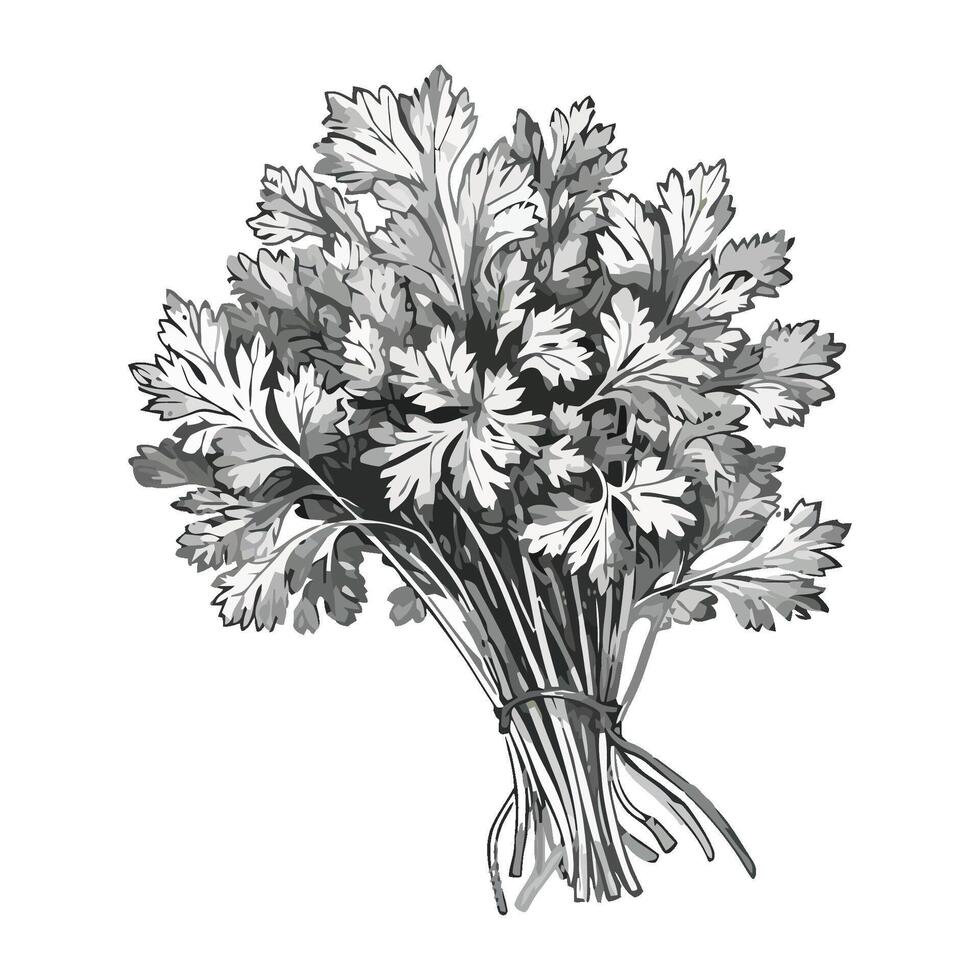 A drawing of a bunch of parsley vector