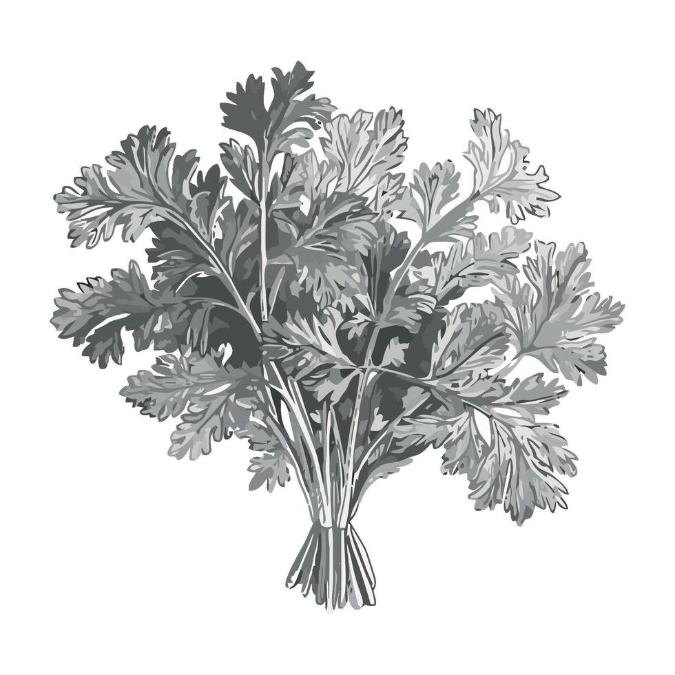 A drawing of a bunch of parsley vector