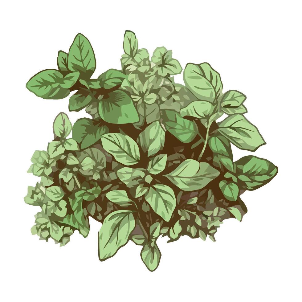 A bunch of green herbs on a white background vector