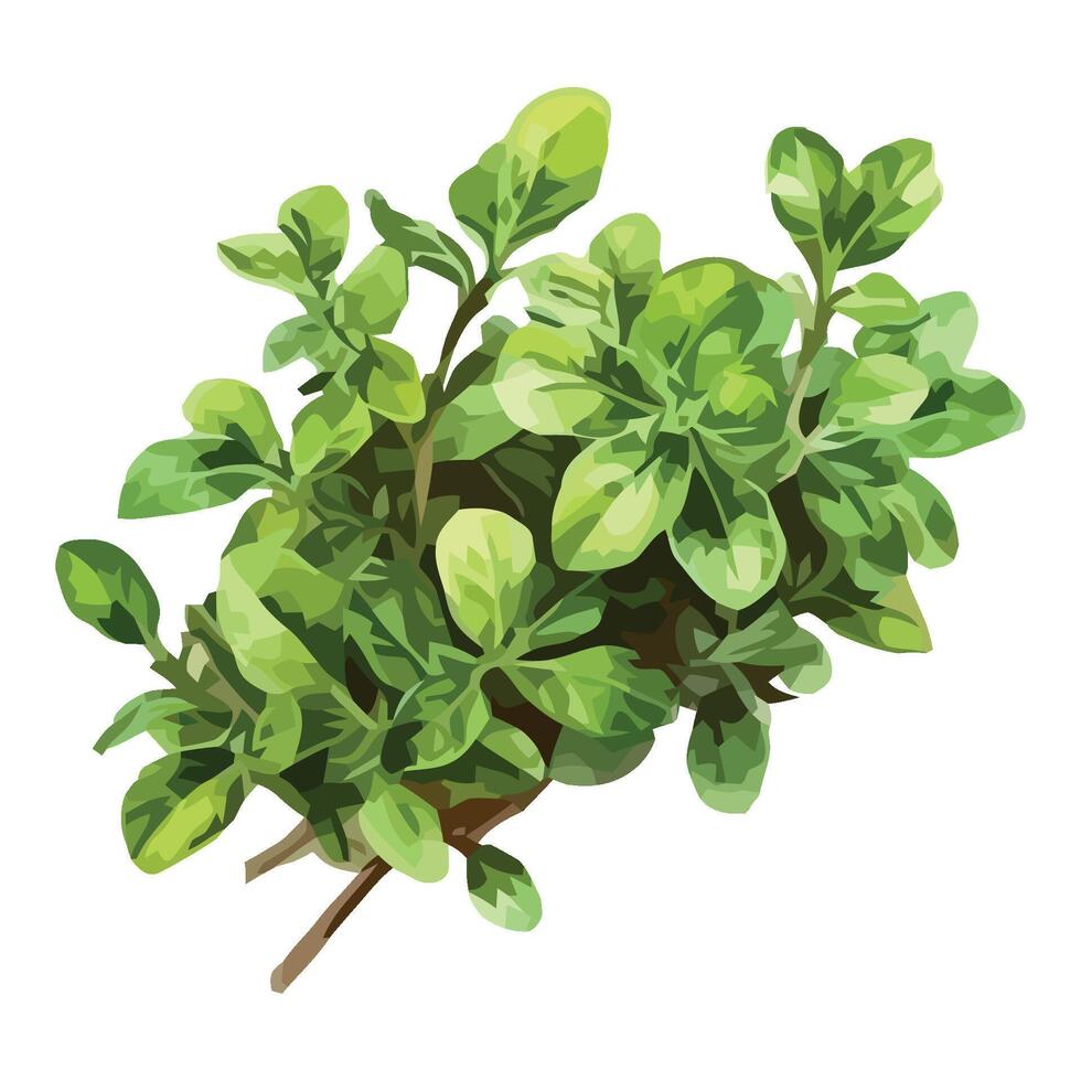 Green plant with leaves on a white background vector