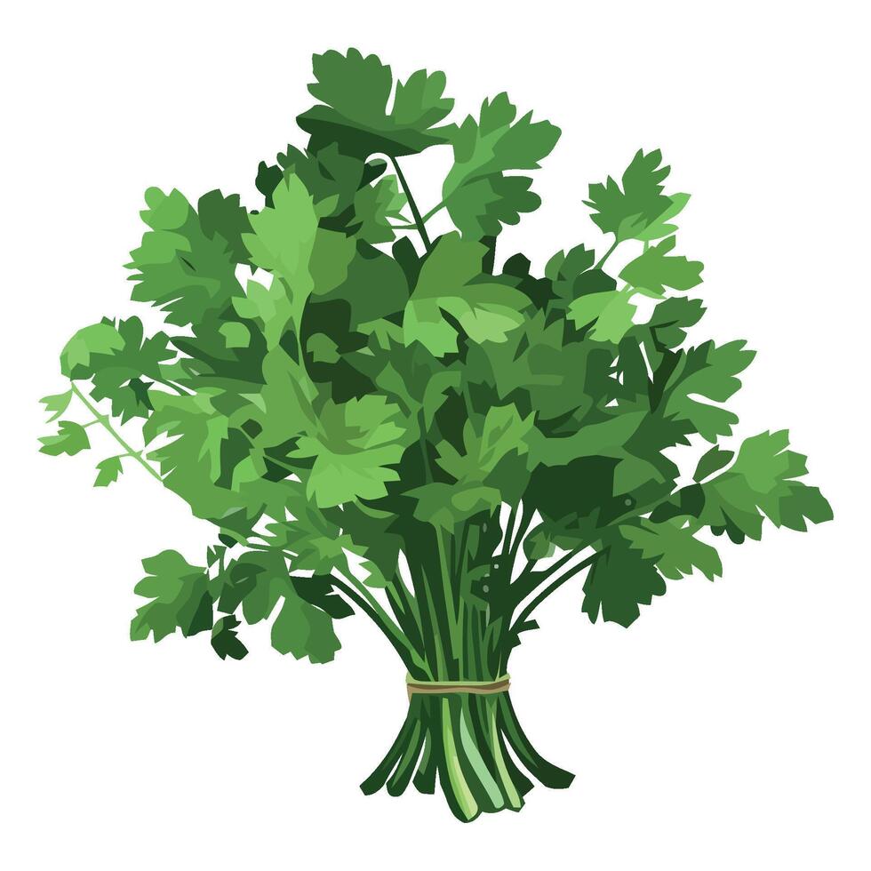 Bunch of parsley on white background vector