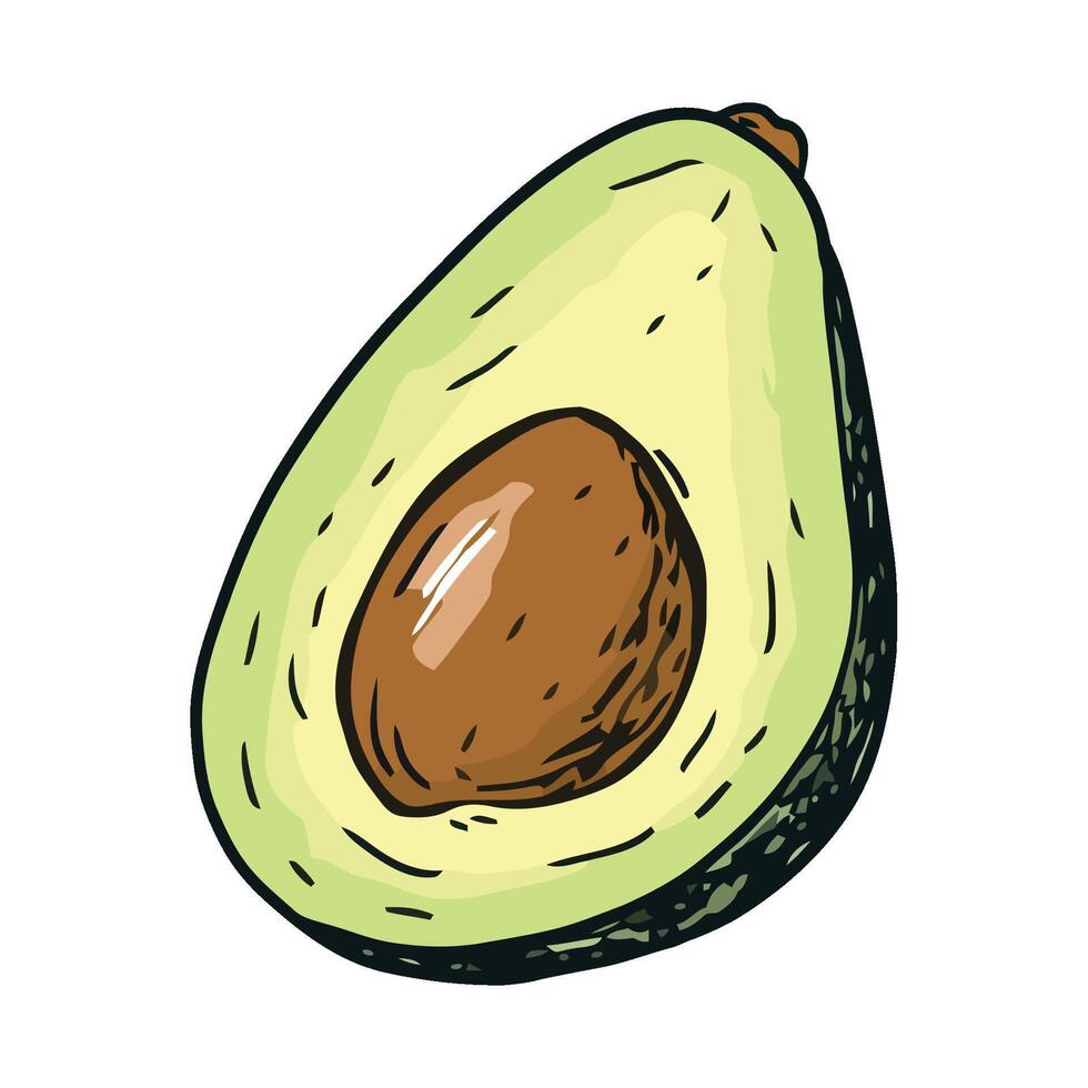 An avocado is shown in a hand drawn style vector