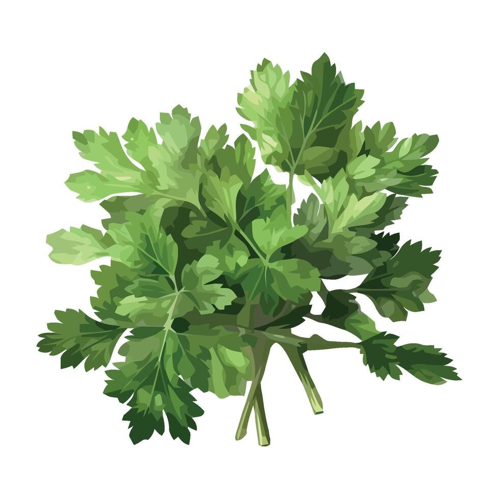 A bunch of parsley on a white background vector