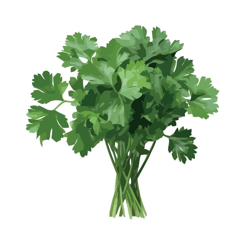 Bunch of fresh parsley on white background vector