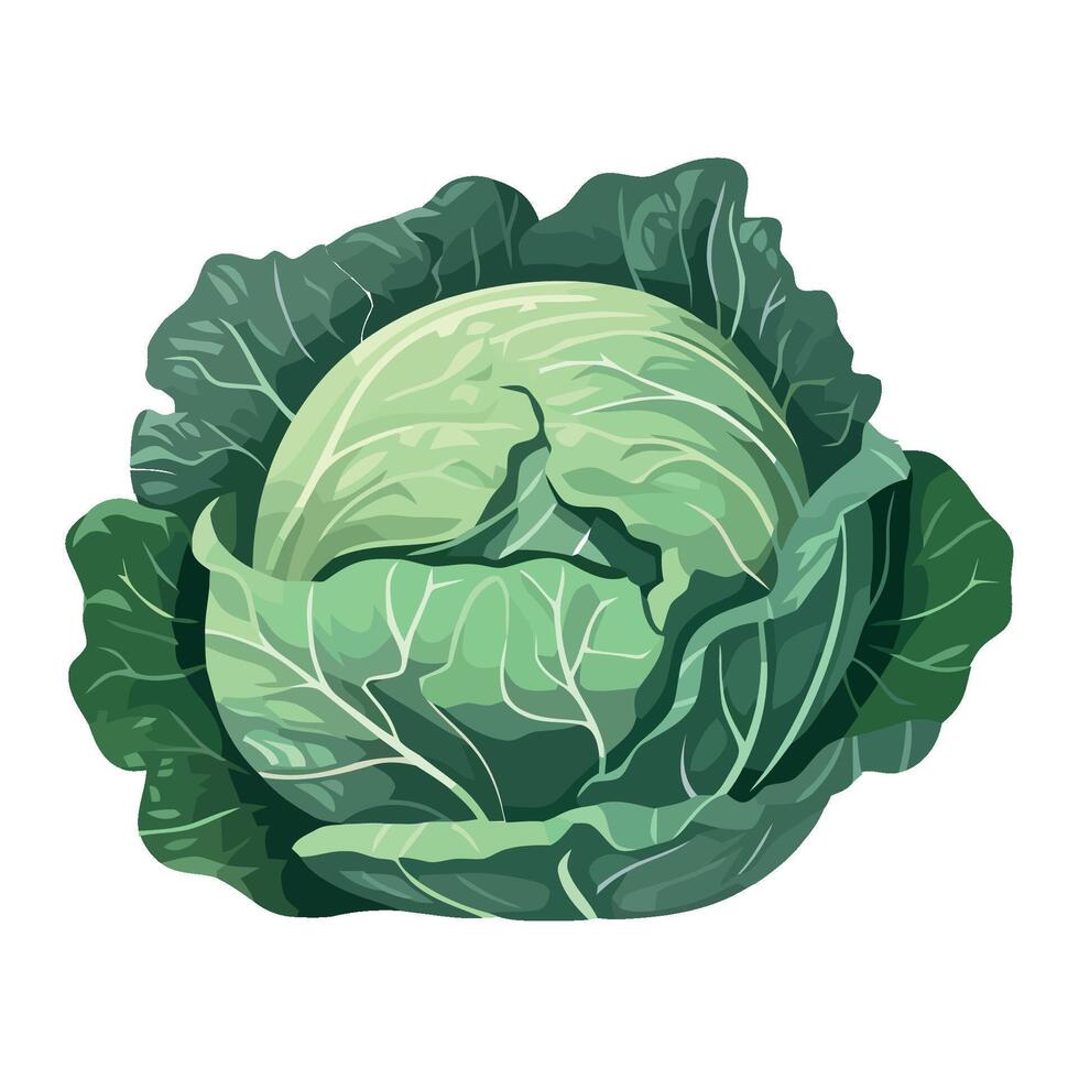 A cabbage is shown on a white background vector