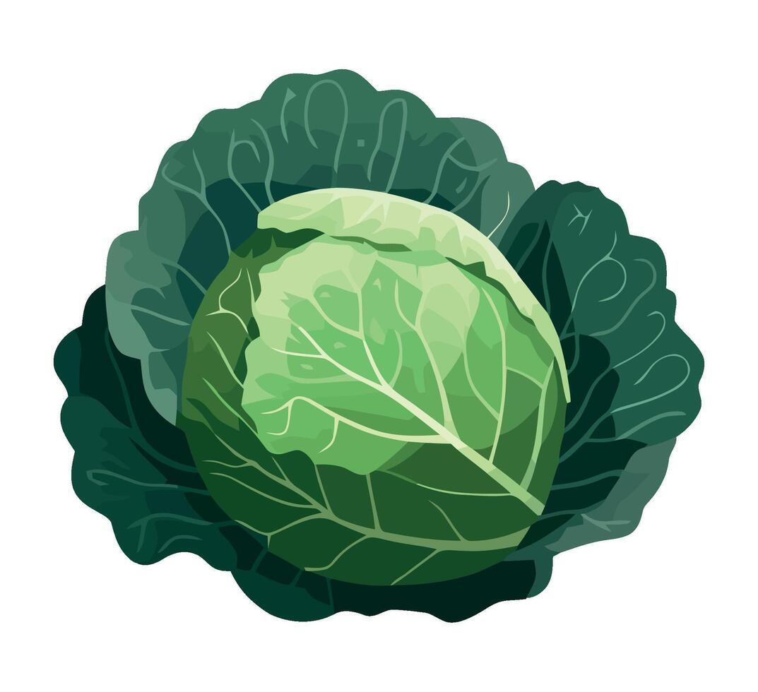 A green cabbage on a white background vector