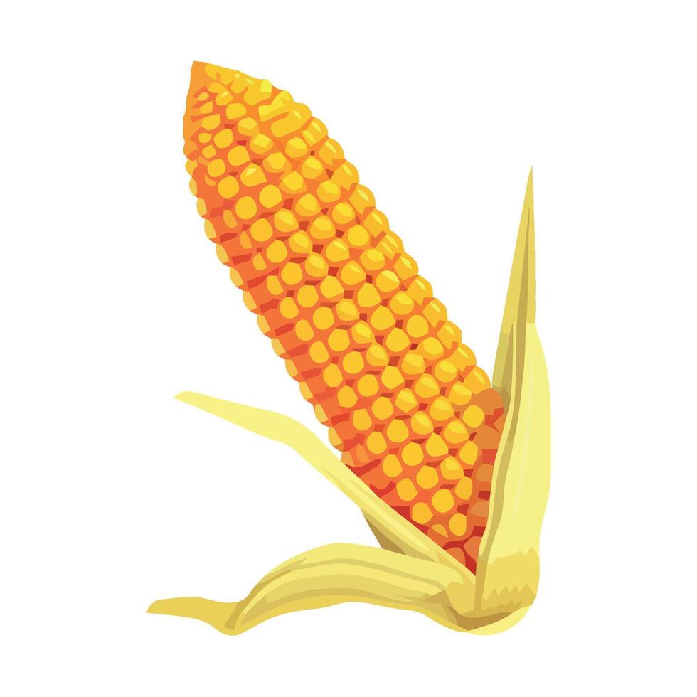 Corn on the cob illustration vector