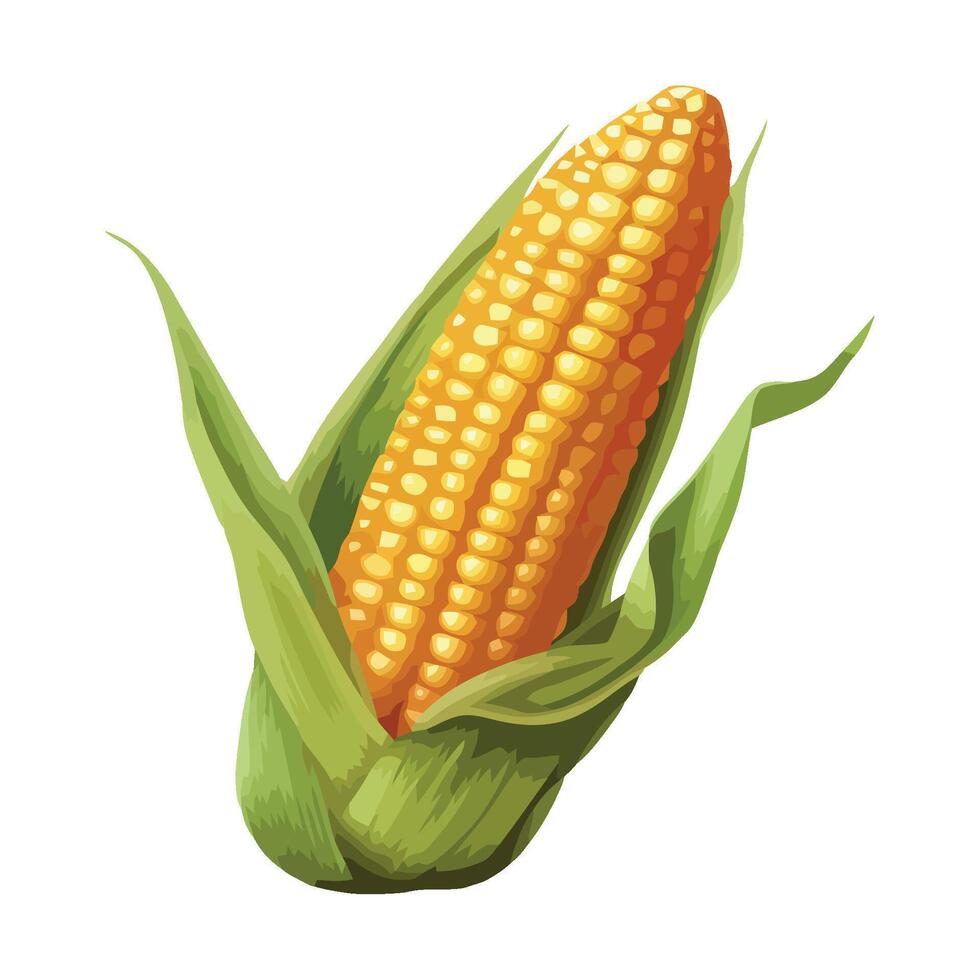 Corn on the cob illustration vector