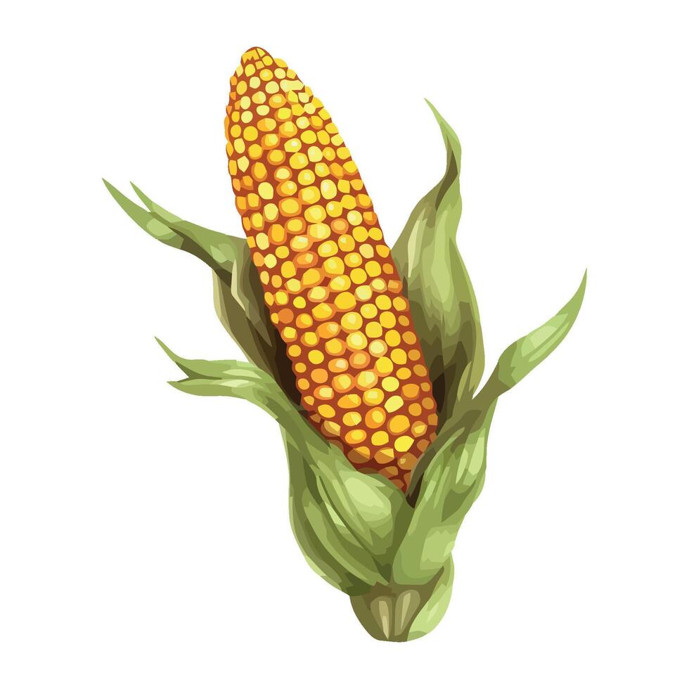 Corn on the cob illustration vector