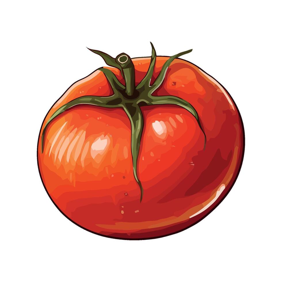 Tomato illustration isolated on white background vector