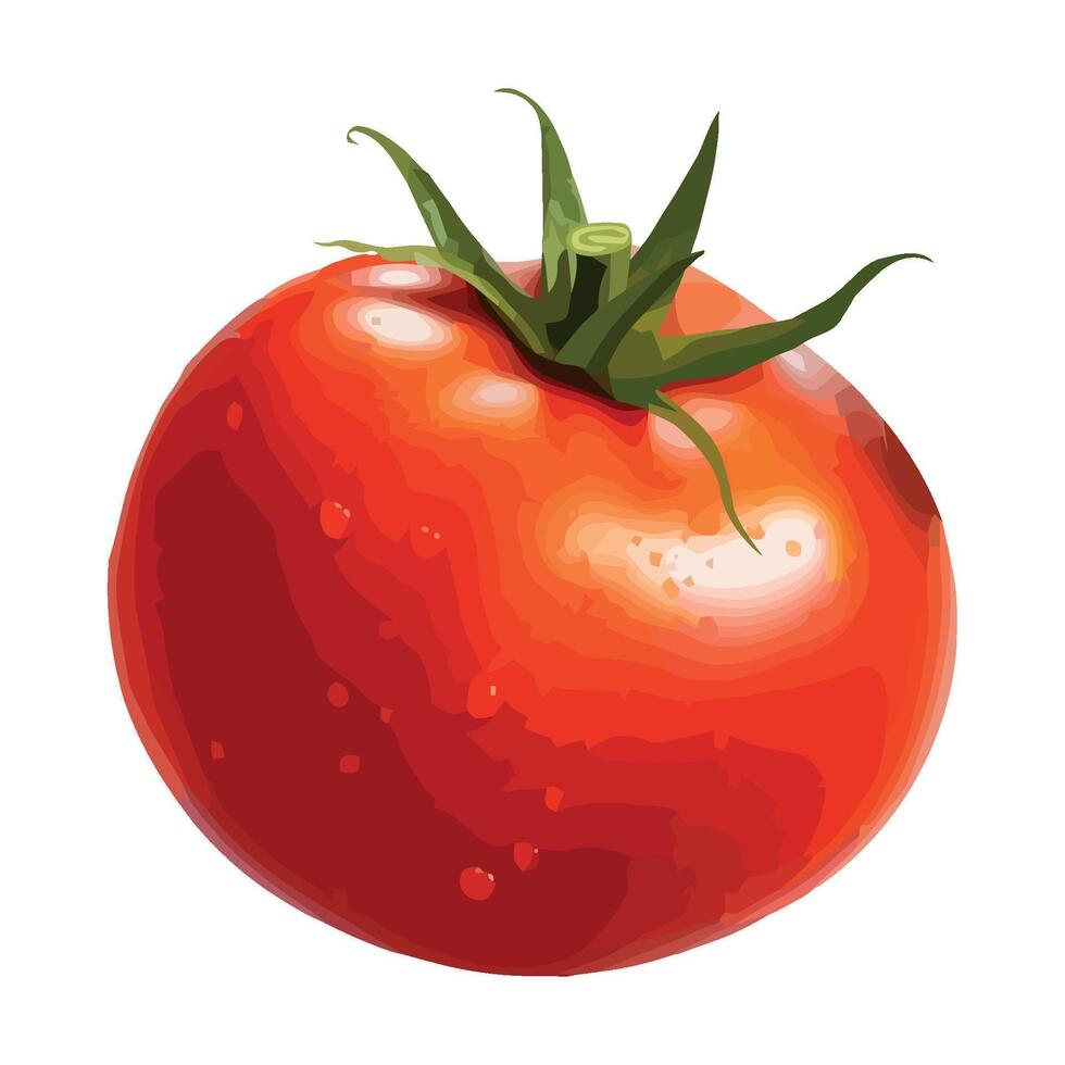 Tomato on white background illustration vector