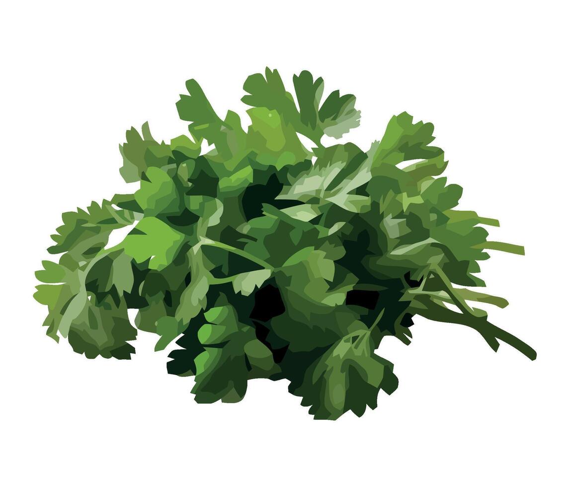 A bunch of fresh green parsley on a white background vector