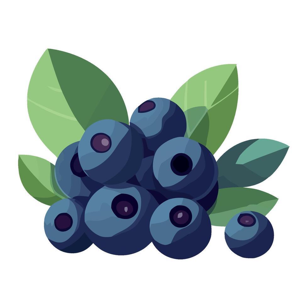 Blueberries with leaves illustration vector