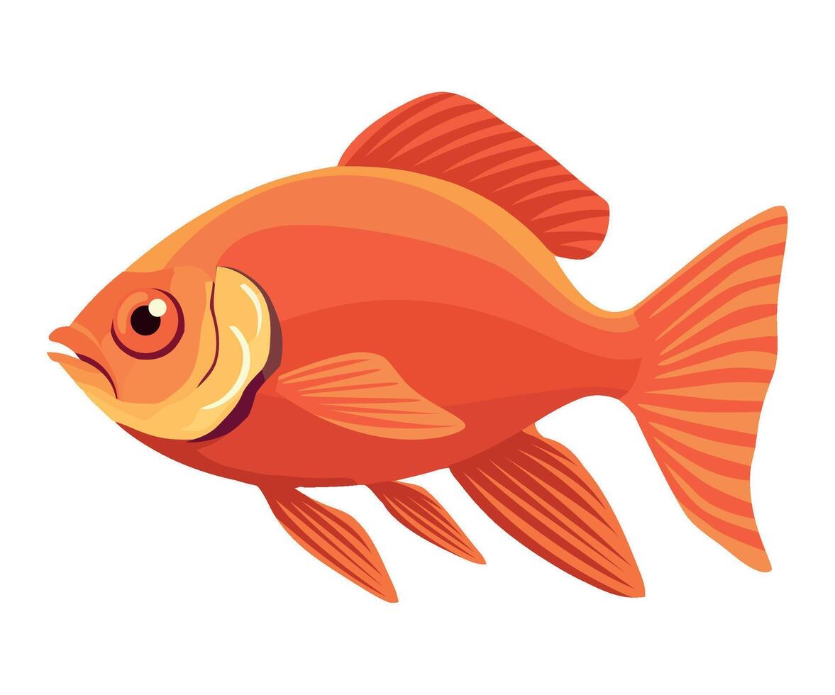 Goldfish fish illustration isolated on white background vector