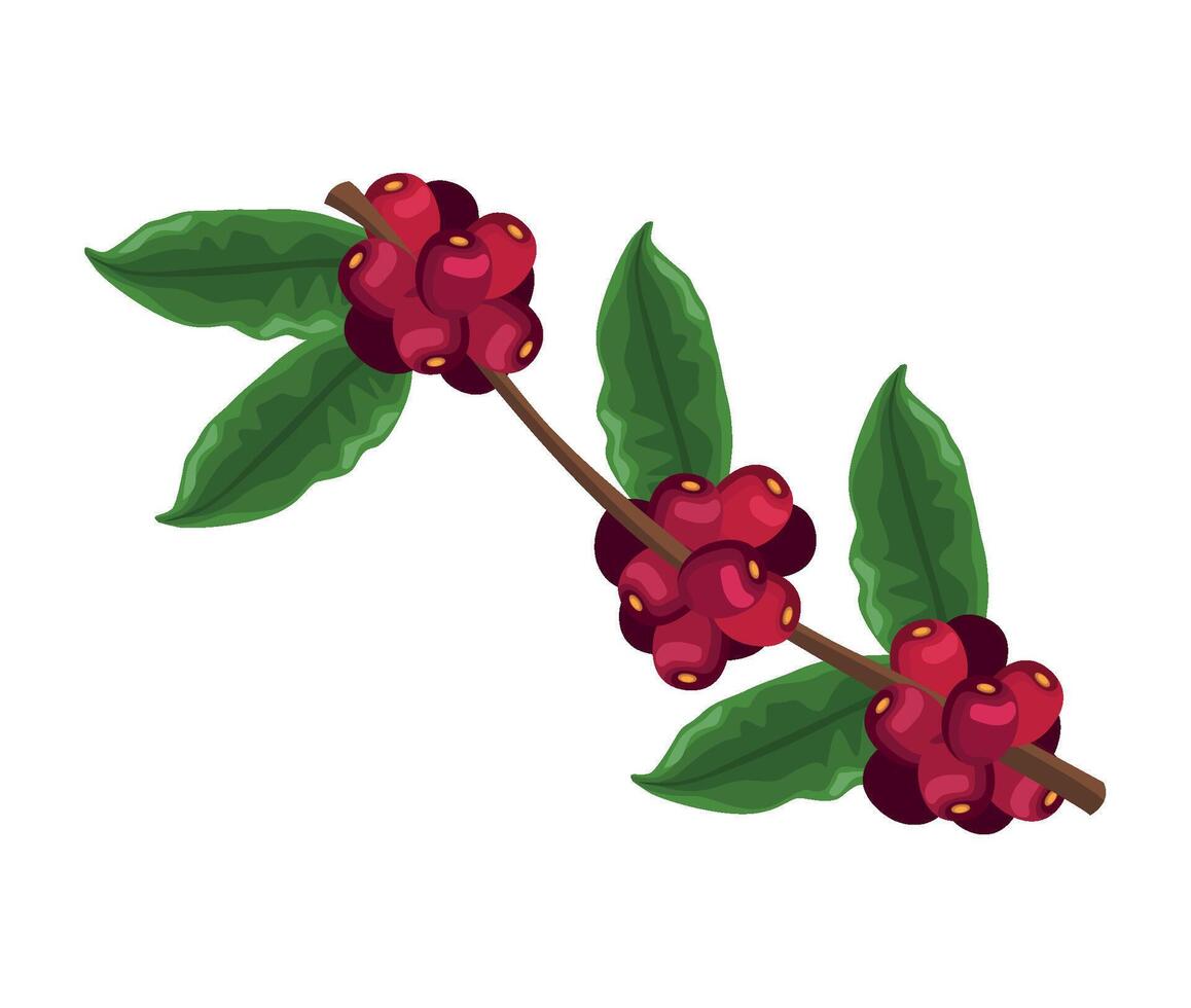 Coffee plant with red berries and green leaves illustration vector