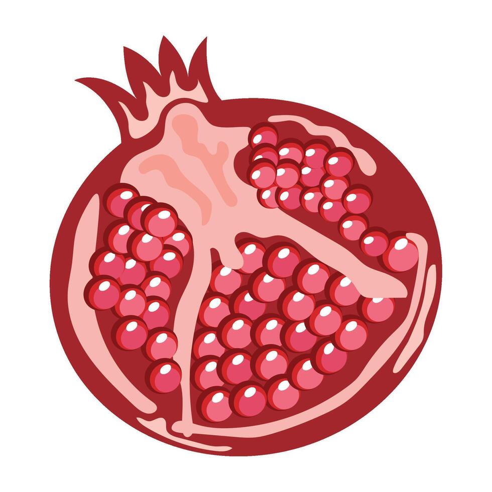 Pomegranate fruit illustration vector