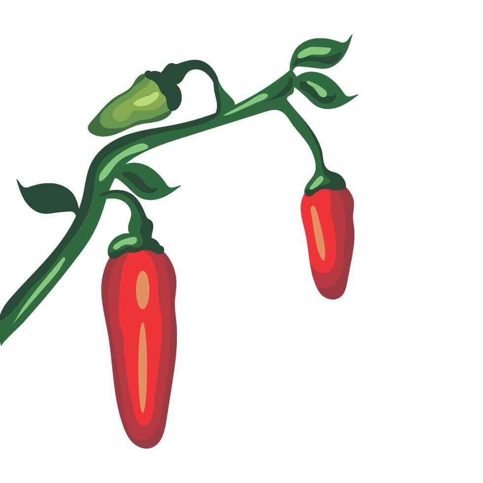 Red chili peppers on a branch illustration vector
