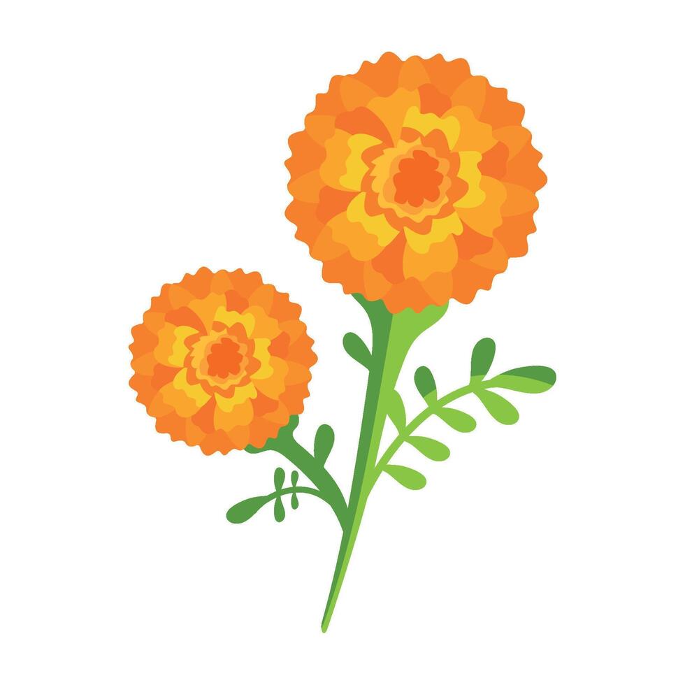 Two orange flowers on a white background vector