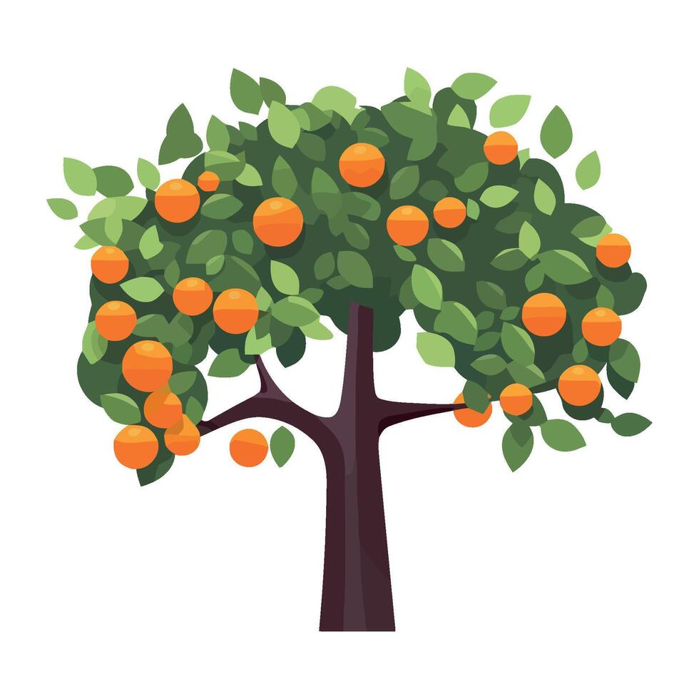 Orange tree with fruit illustration vector