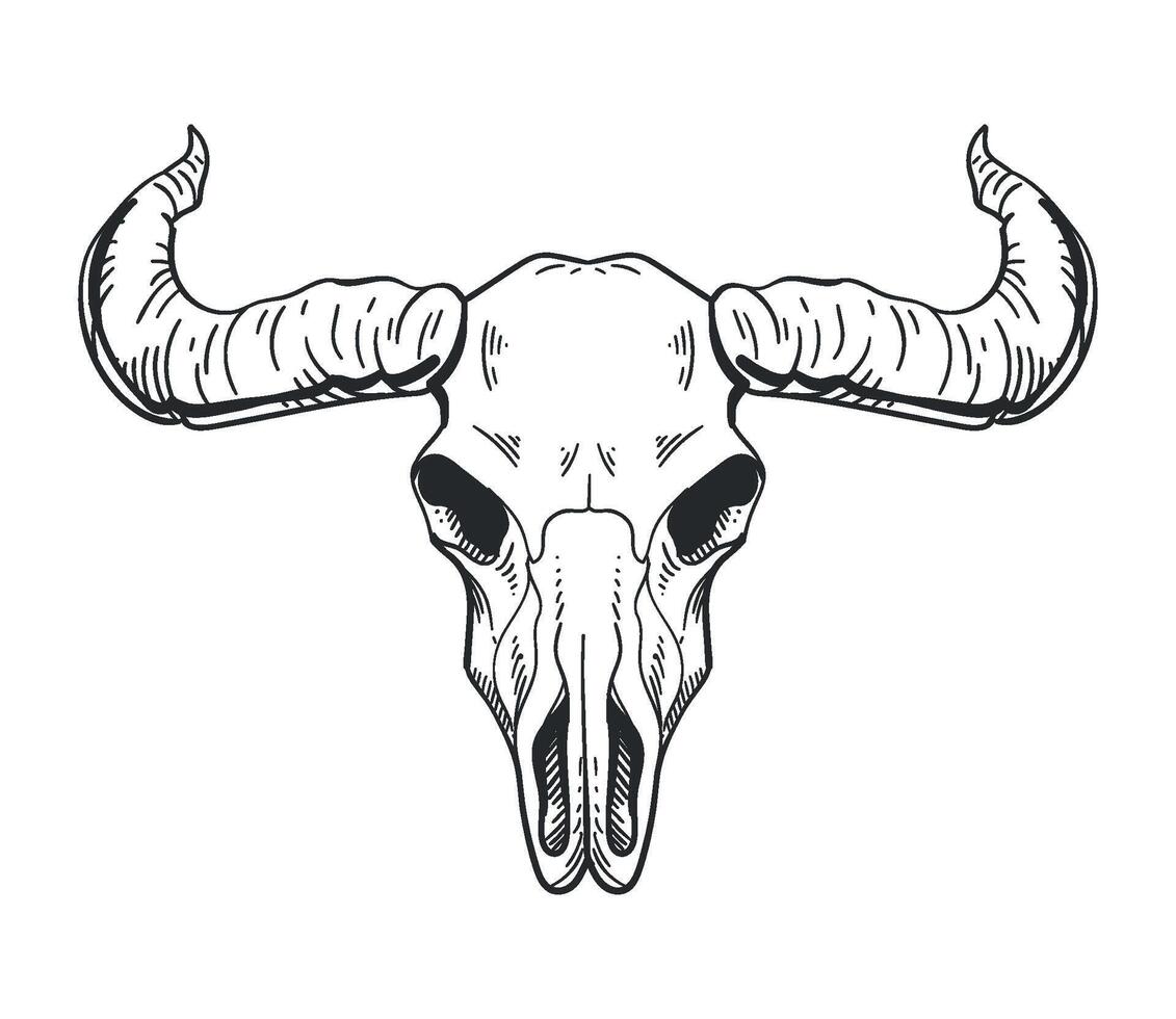 A bull skull with horns on a white background vector