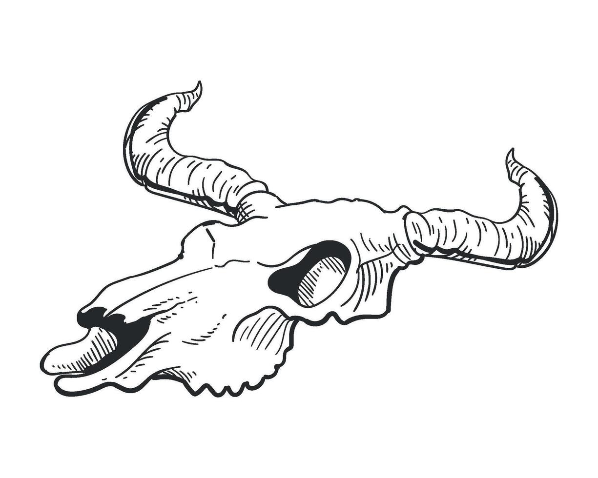 A bull skull with horns and long horns vector