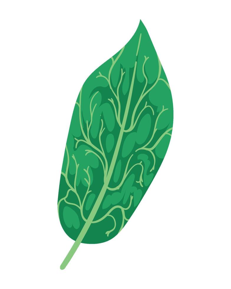 A green leaf with a white background vector