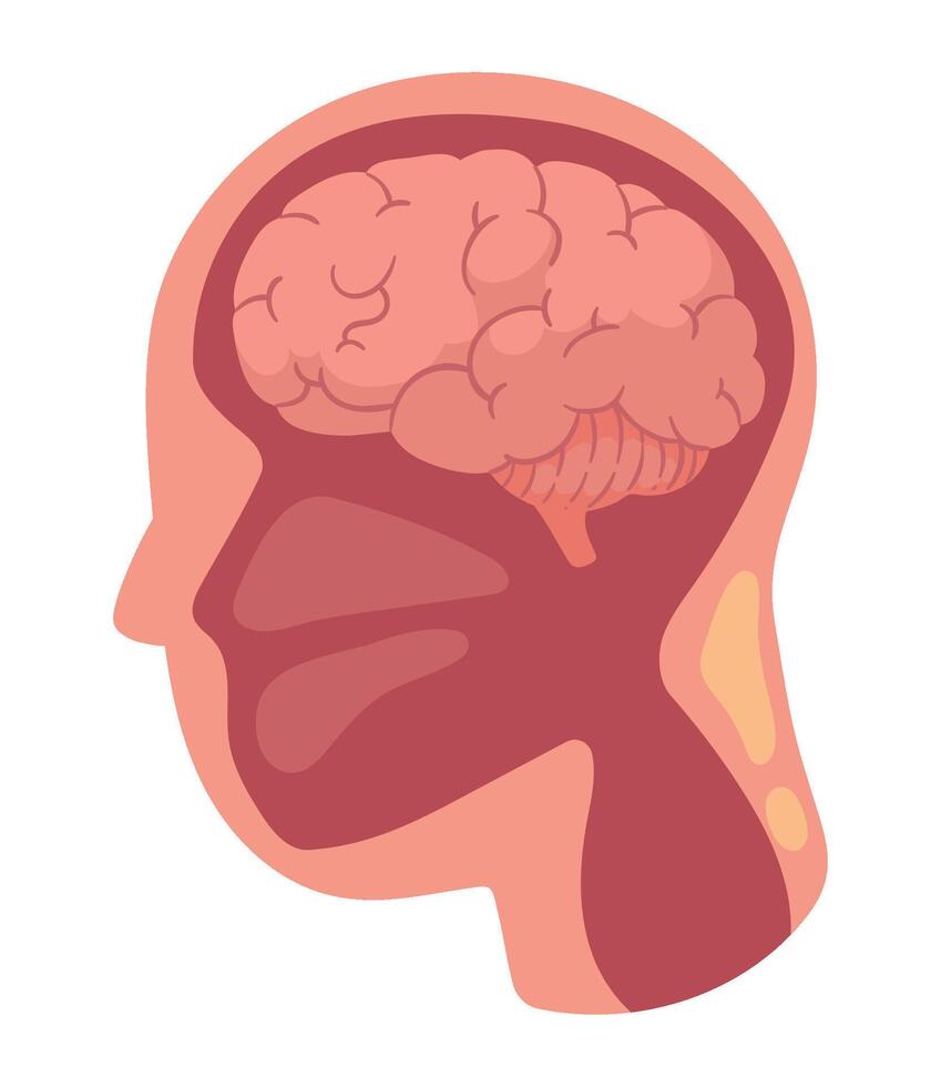 Human brain illustration vector