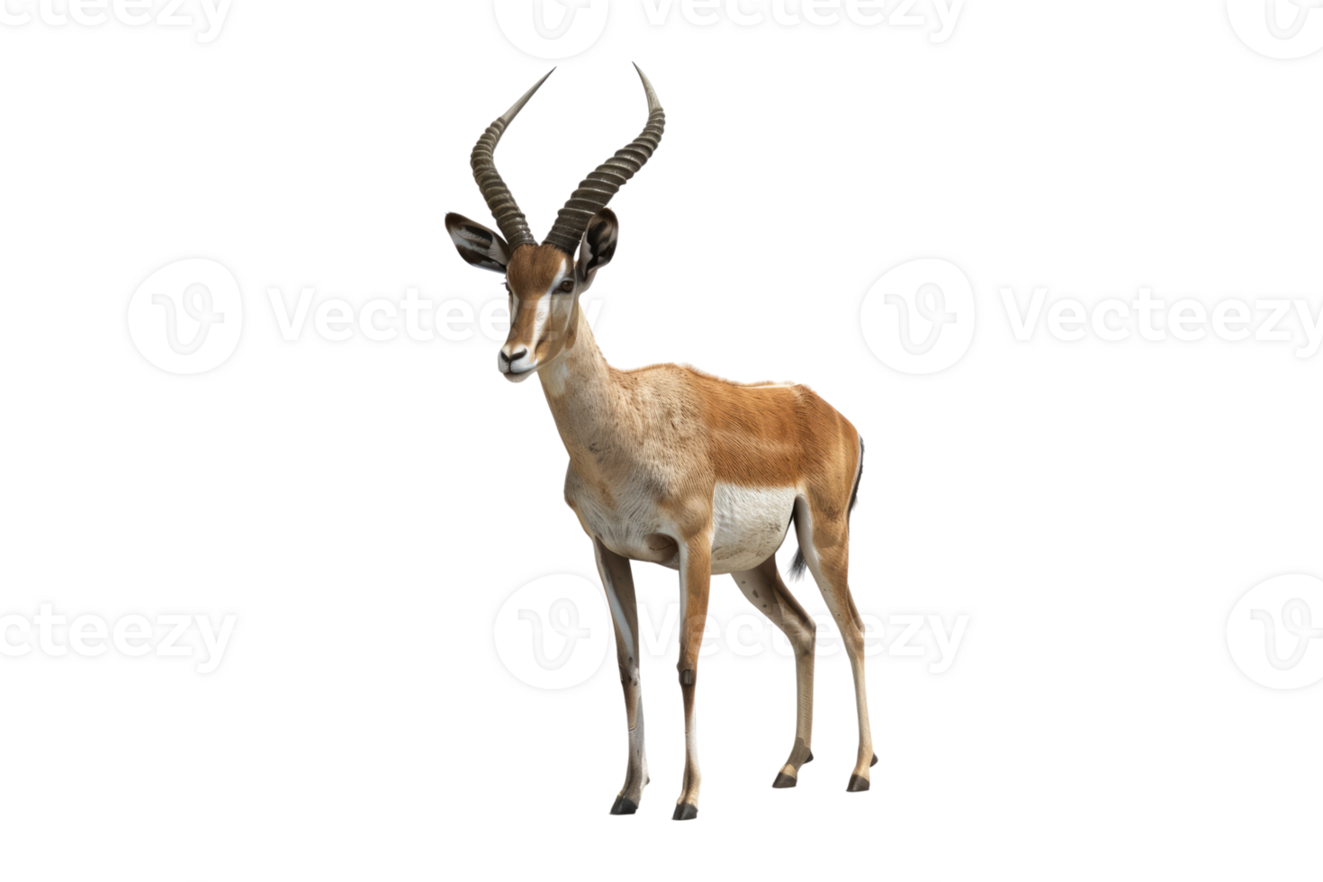 Antelope isolated on transparent background. png