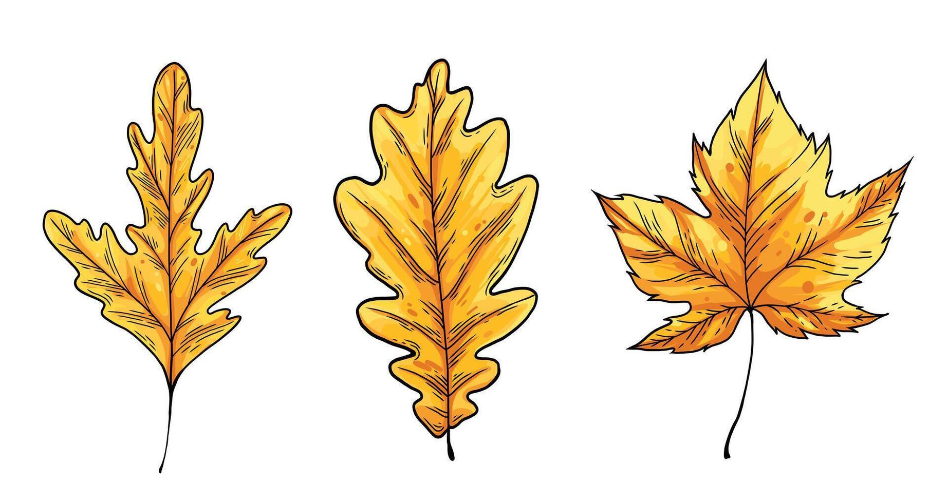 Set of autumn leaves. Oak and maple leaf. Line drawing with yellow and orange color vector