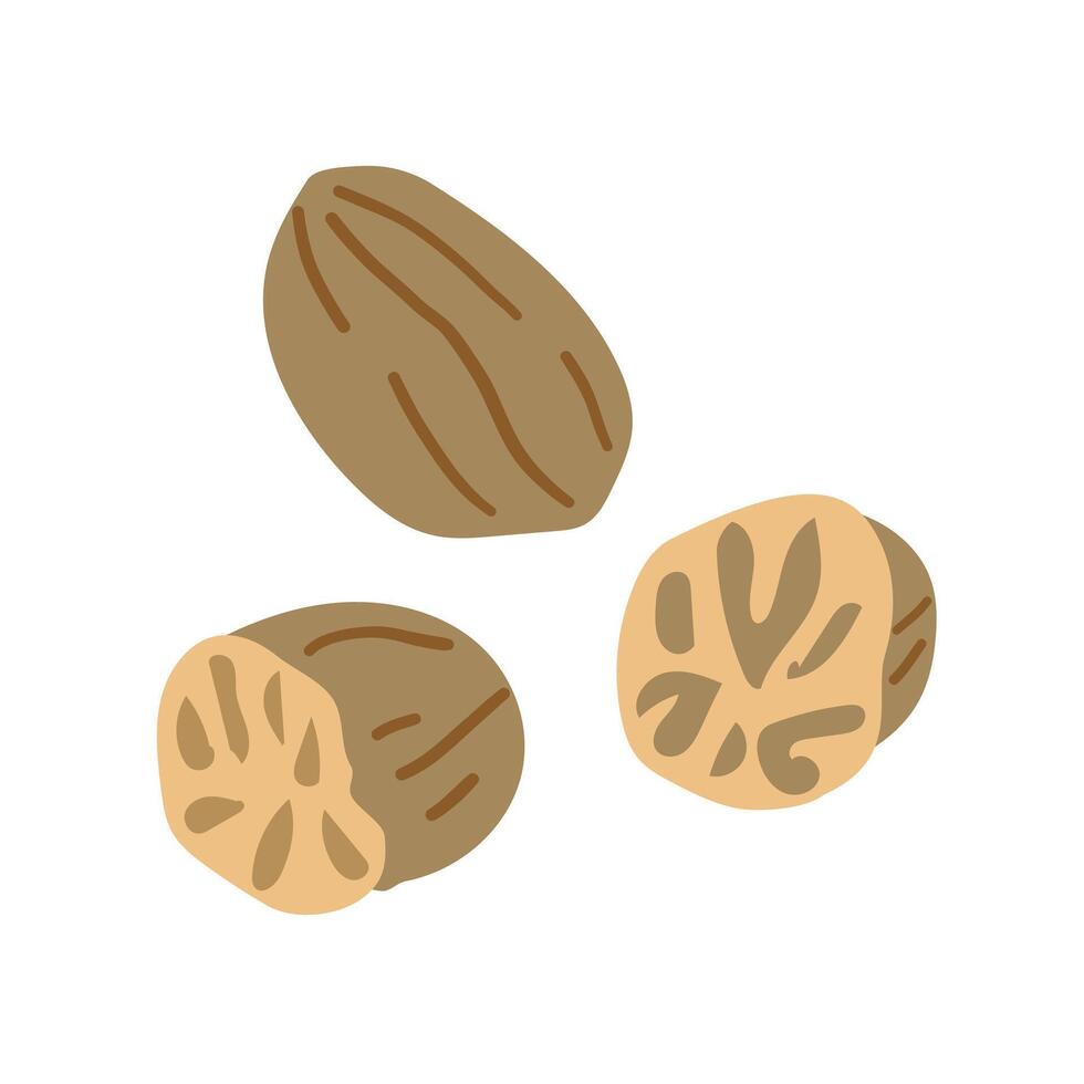 Fragrant or true nutmeg whole cartoon isolated icon. illustration edible seed, culinary spice, whole and grounded. Seed or ground spice of mace, seasoning or organic food ingredient vector