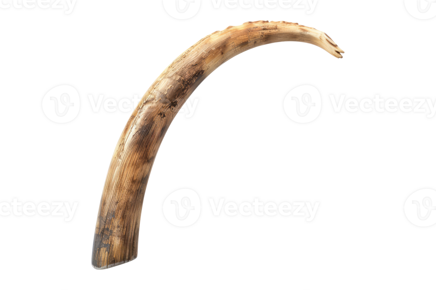 A tusk of elephant png