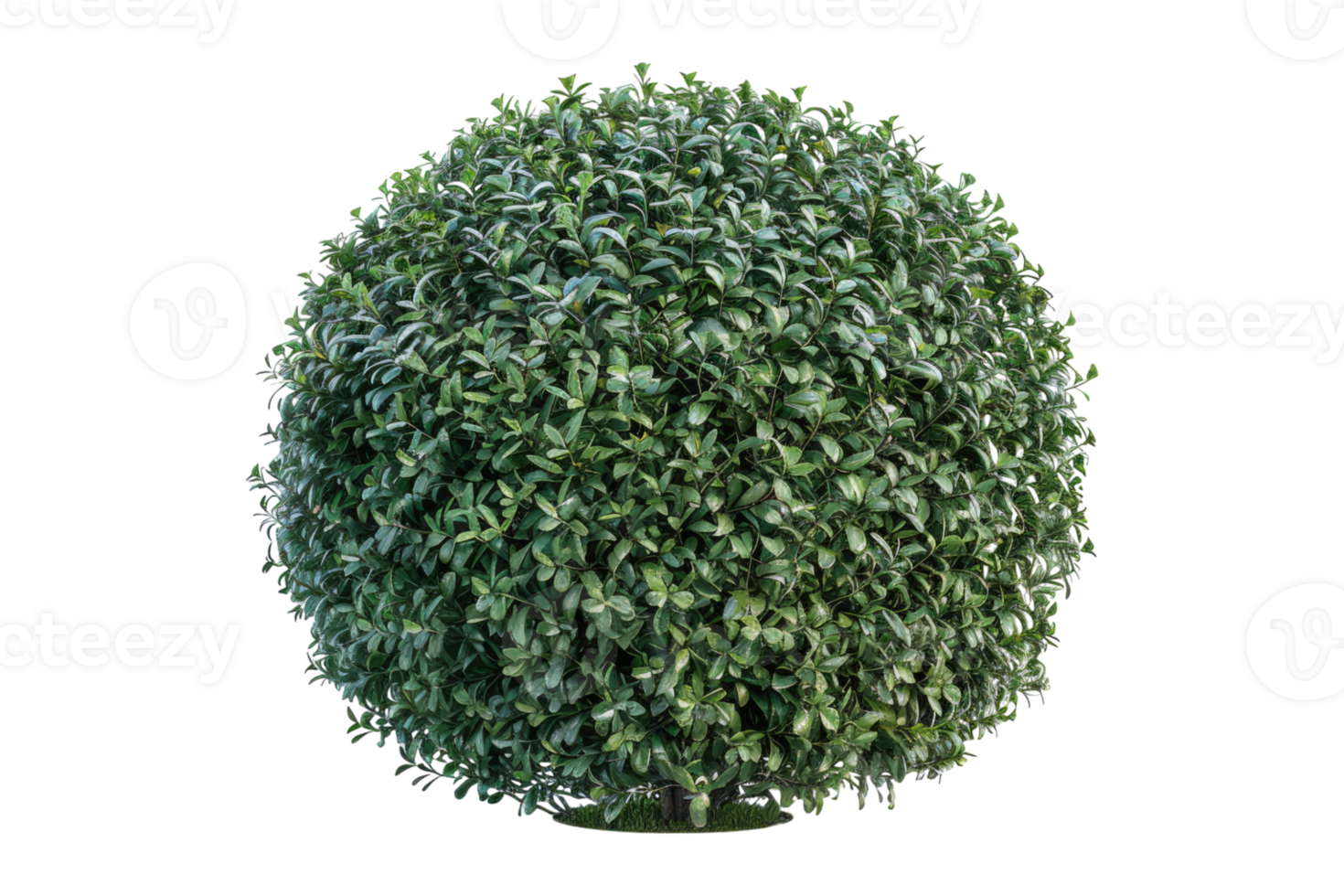 round bush of buxus sempervirens isolated on transparent background. png