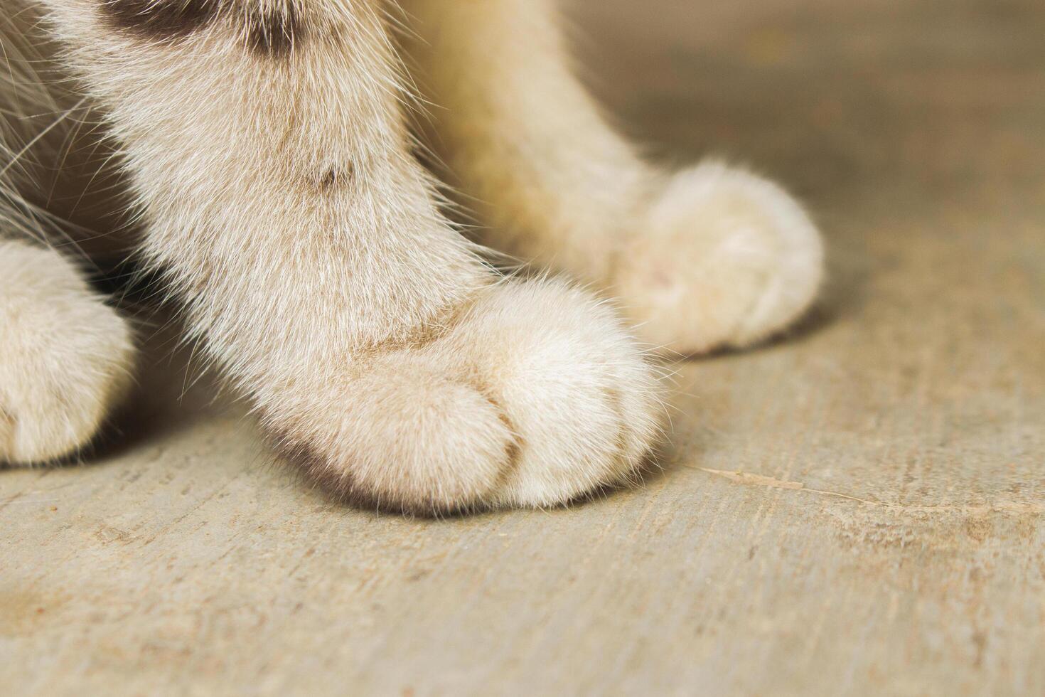 Close-up of cat paws on textured surface photo