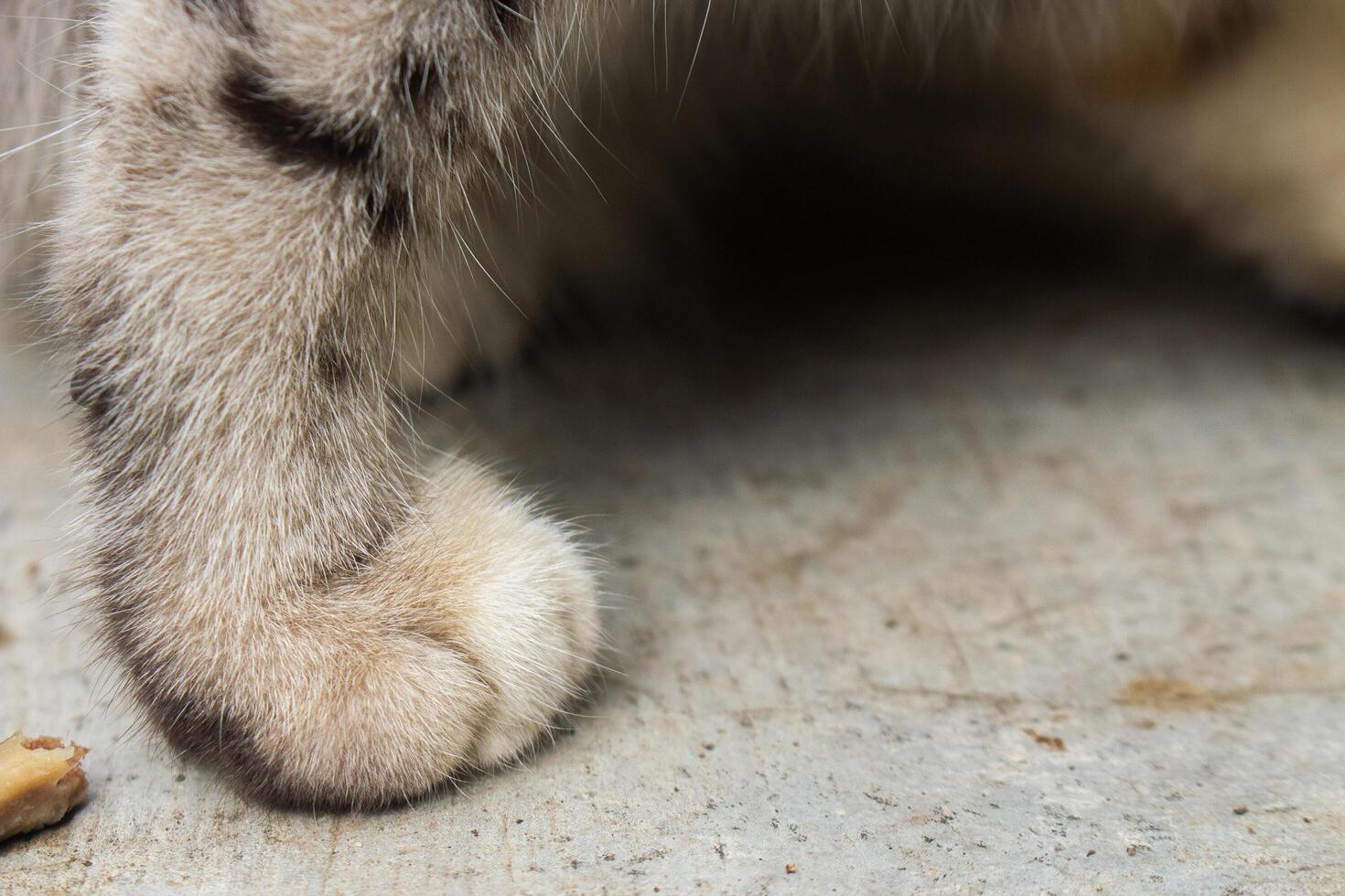 Close-up of cat paws on textured surface photo