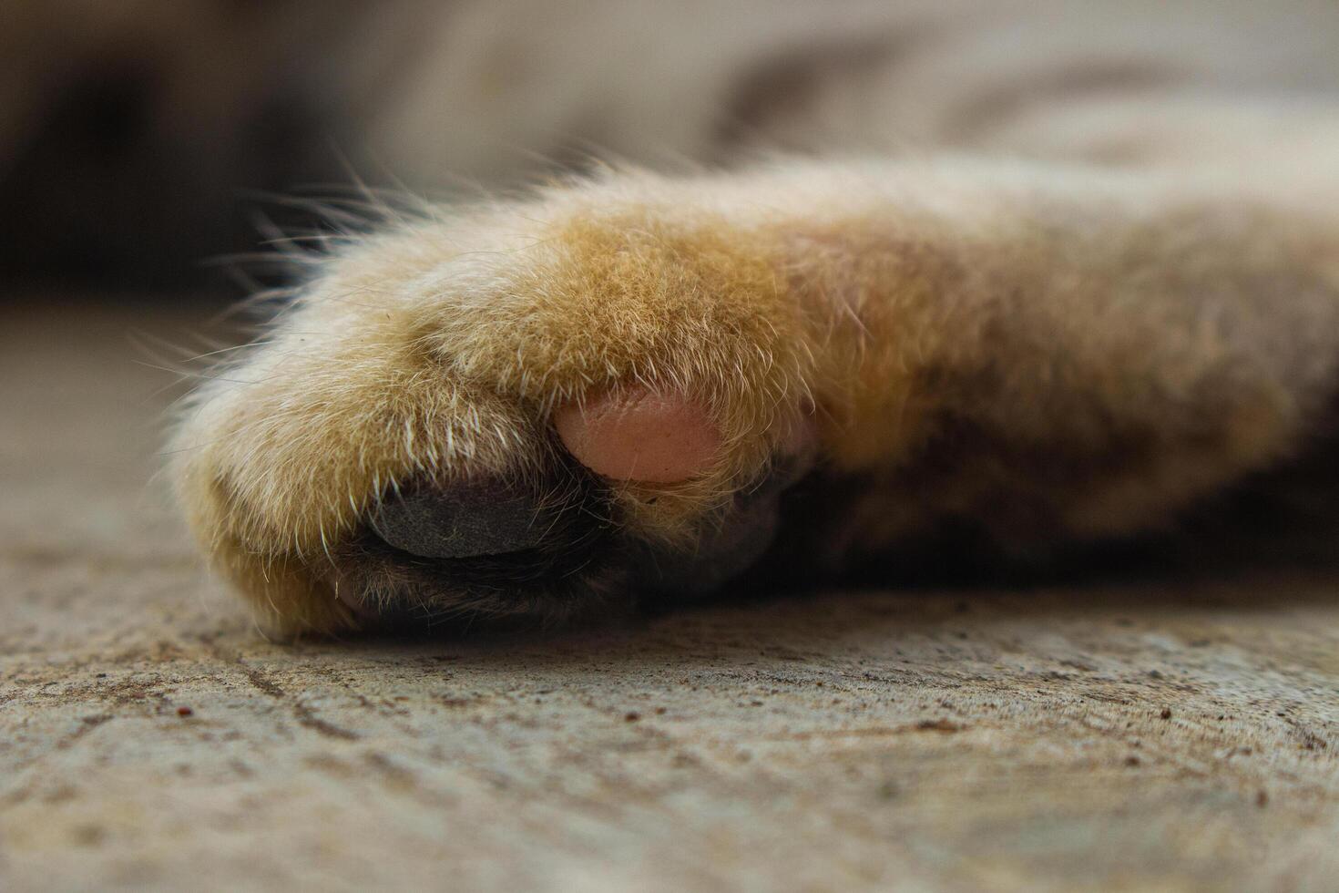 Close-up of brown cat paws on textured surface photo