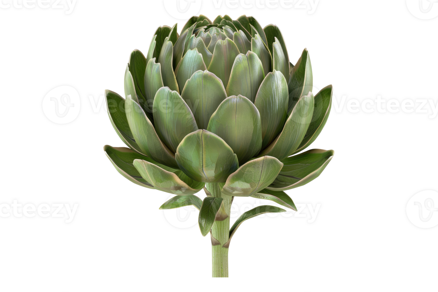 Artichoke plant isolated on transparent background. png