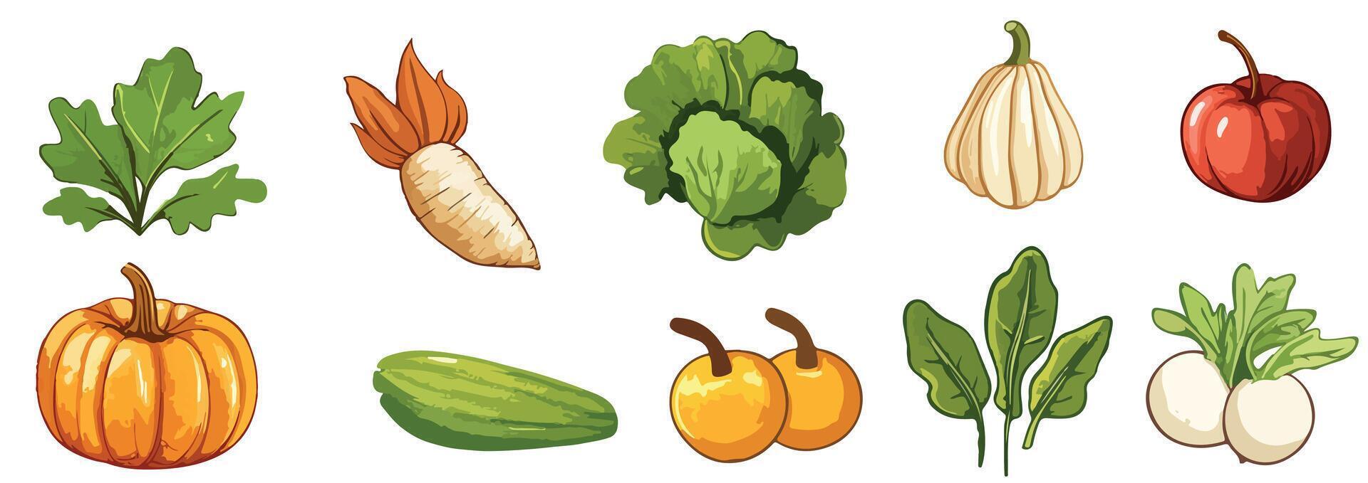 Vibrant autumn farm and garden vegetables collection featuring pumpkins, tomato, radish, cucumber, radishes, cabbage. Colorful fall harvest. Happy Thanksgiving . vector
