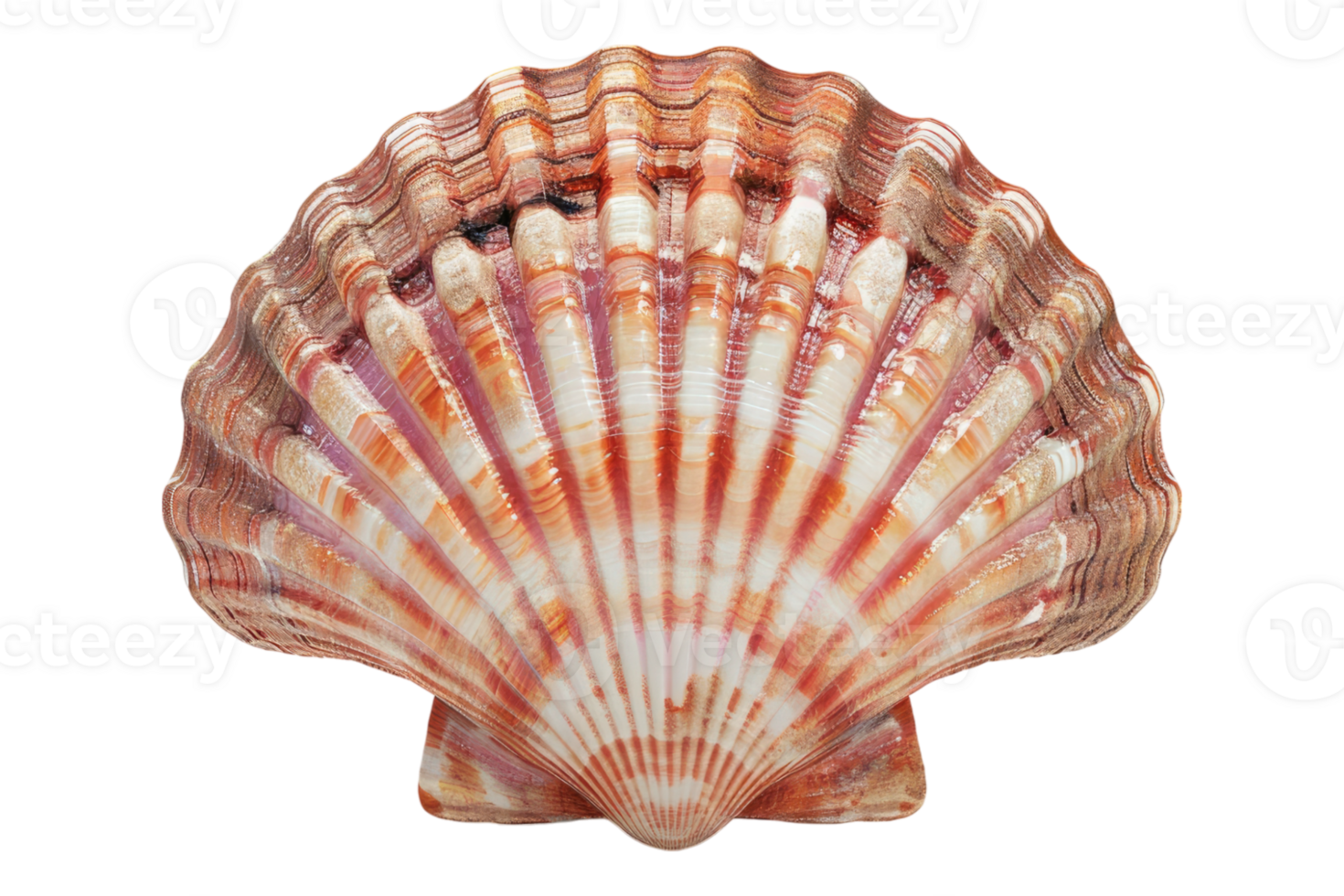 Scallop shell isolated on transparent background. png