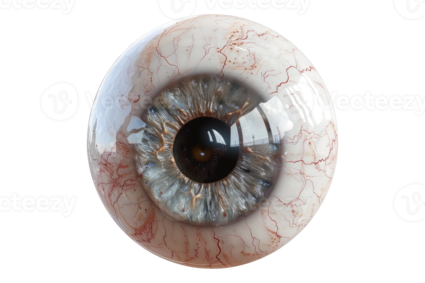 Synthetic human eye ball isolated on transparent background. png