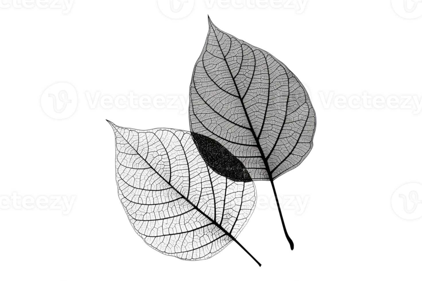 Set of silhouettes of skeleton leaves isolated on transparent background. png
