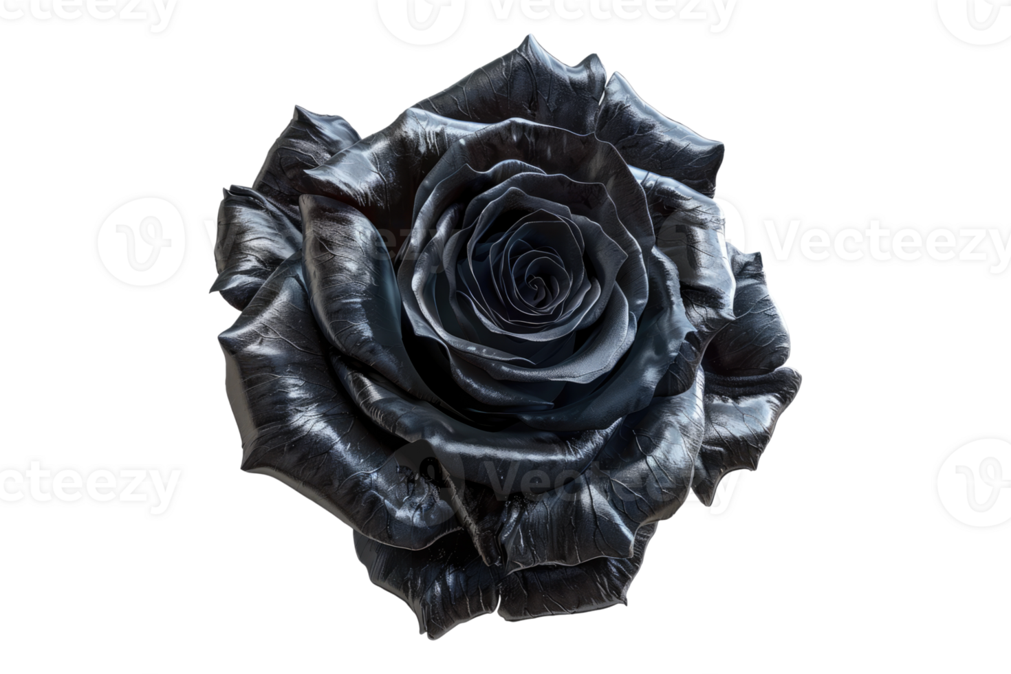 Black rose isolated on transparent background. png