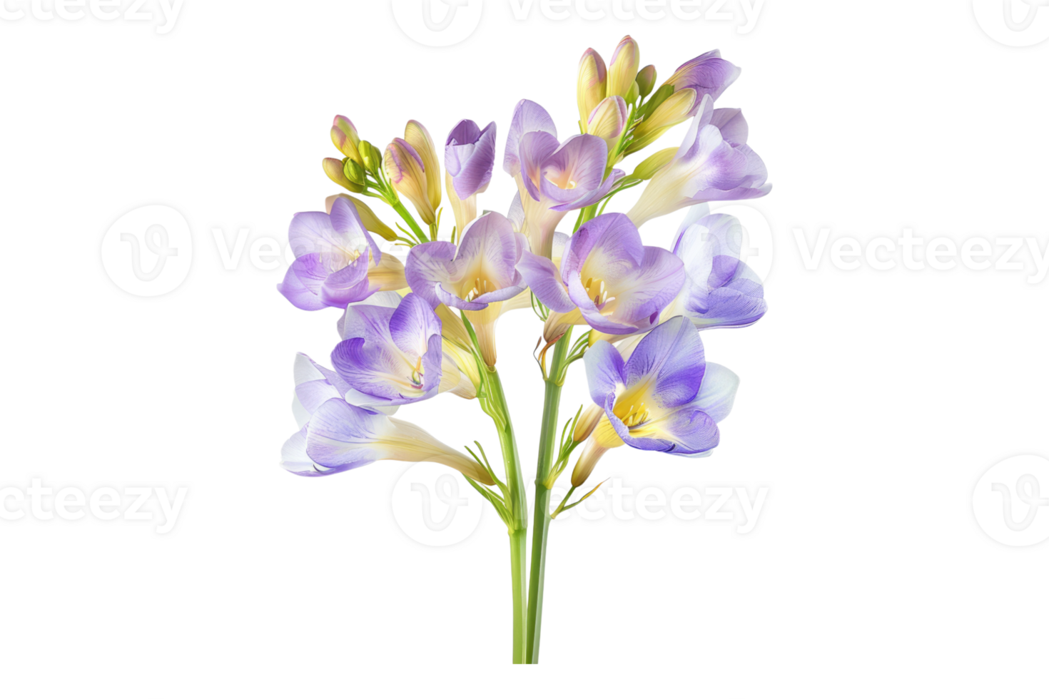 Freesias flower isolated on transparent background. png
