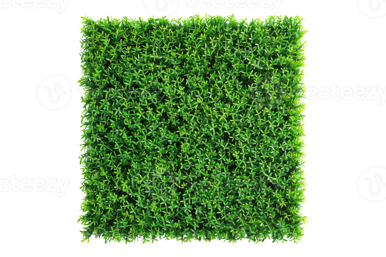 Green carpet grass isolated on transparent background. png