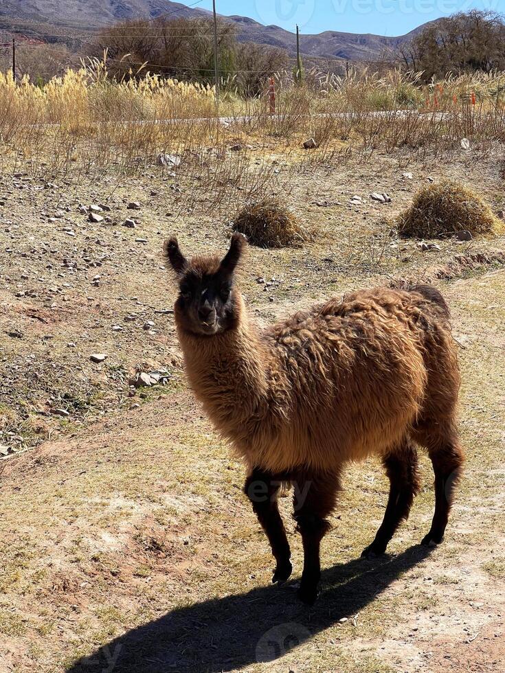 Llama in the Andes mountains, Jujuy, Argentina photo