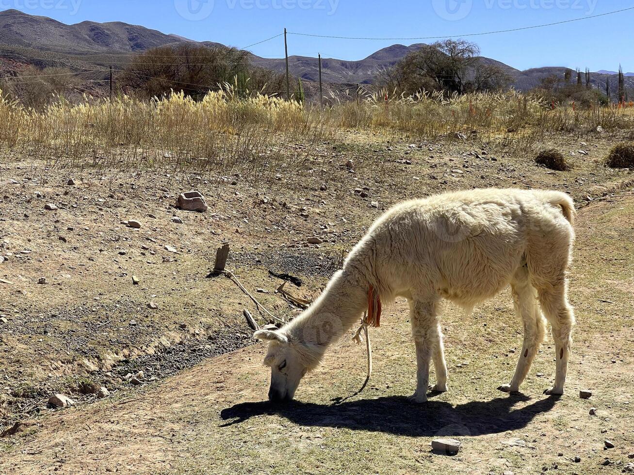 Llamas eating grass in the Andes mountains, Jujuy, Argentina photo