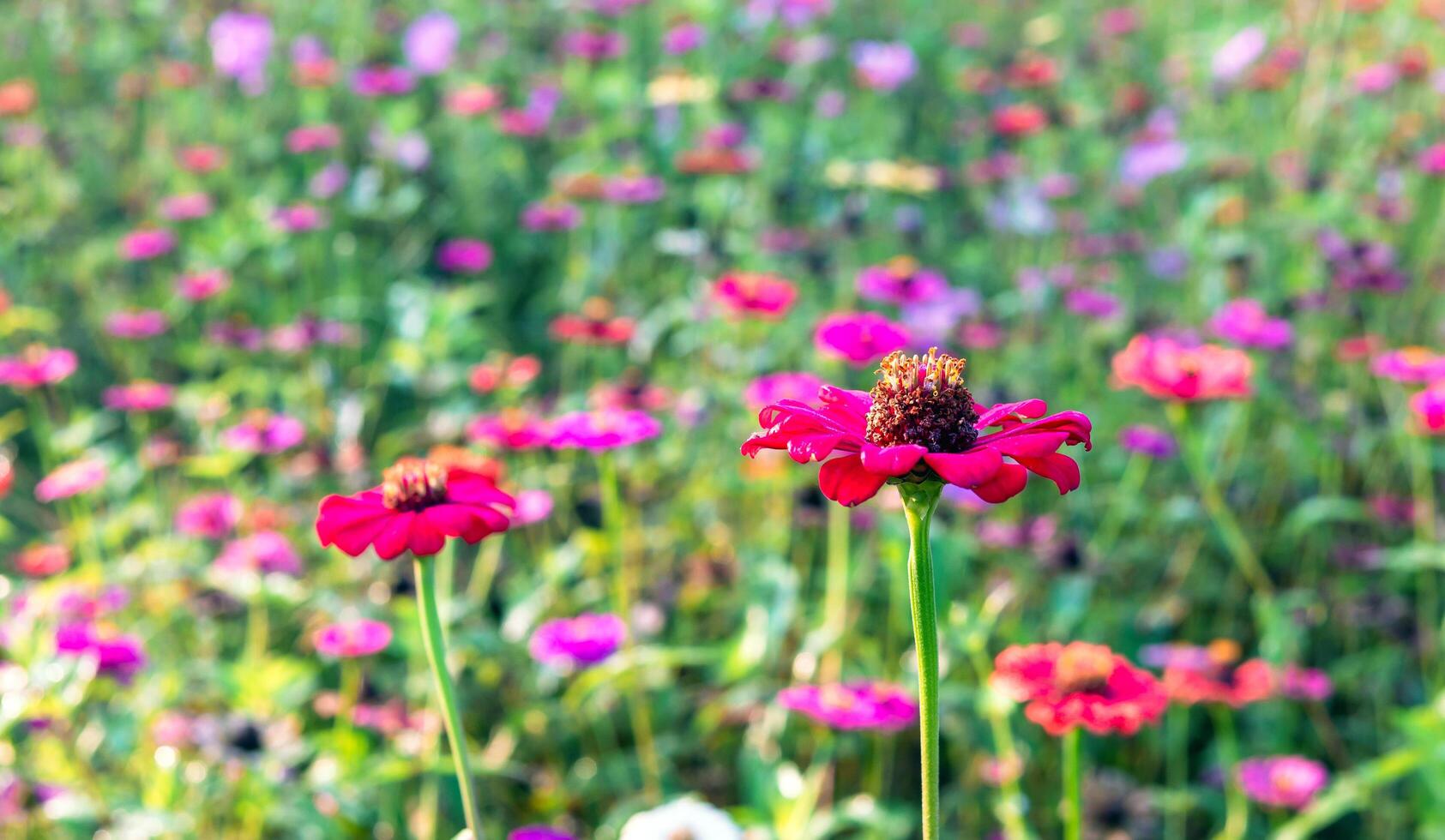 Beautiful purple gerbera flowers at cosmos field in moring sunlight. amazing of gerbera flower field landscape. nature gerbera flower background. photo