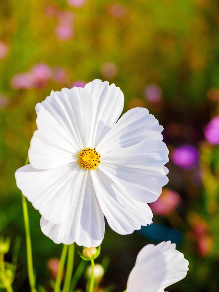 Close-up of beautiful white cosmos flowers at cosmos field in moring photo