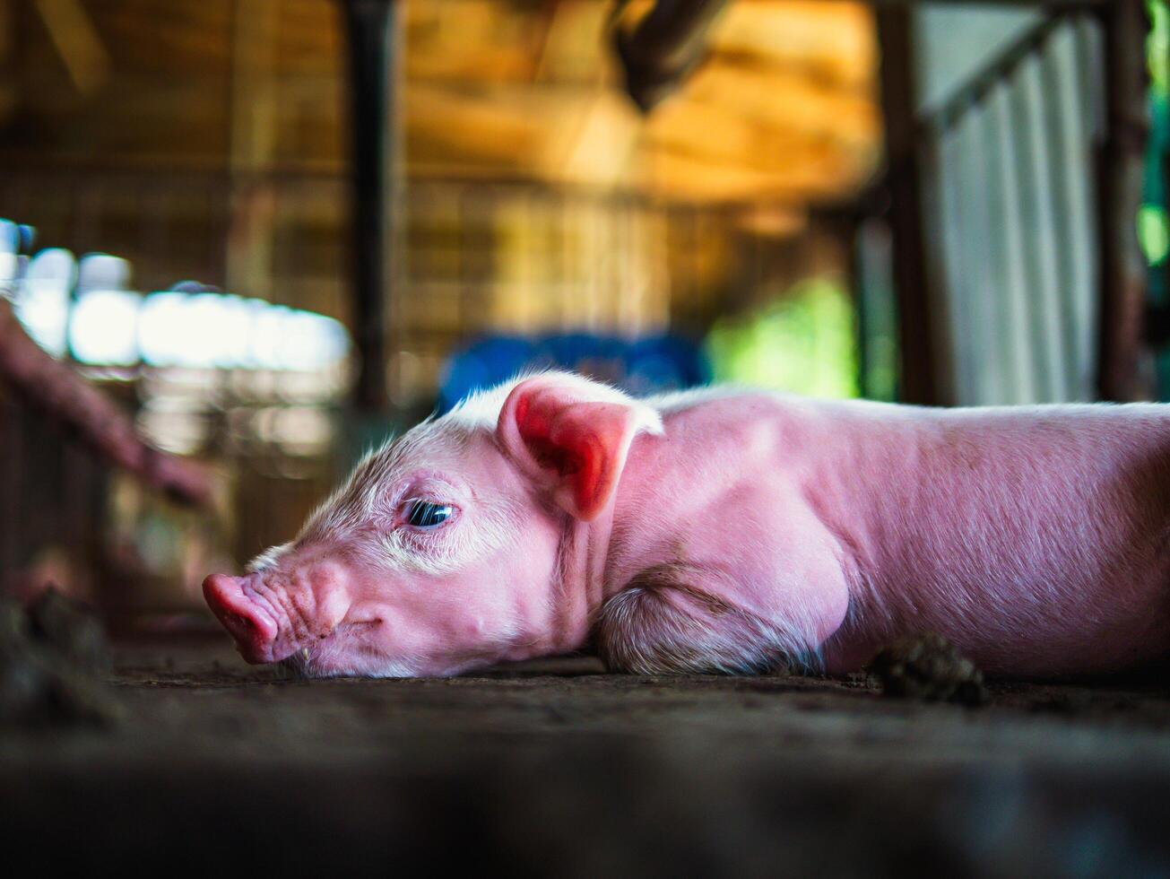 Cute newborn A week-old piglet in the pig farm with other piglets, Close-up photo